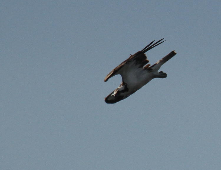 osprey Pandion haliaetus in high-speed dive, wings semi-tucked