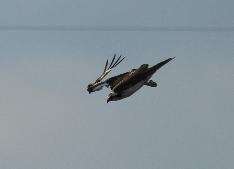 osprey Pandion haliaetus continuing its stoop