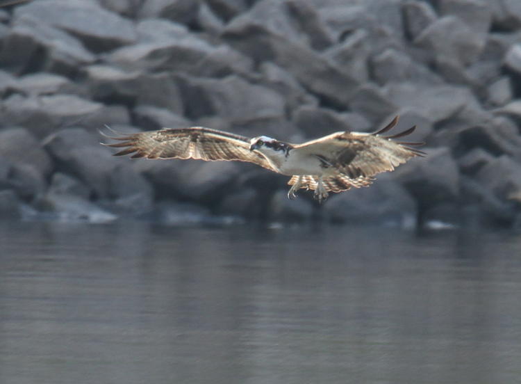 backlit osprey Pandion haliaetus nearing water surface and prey