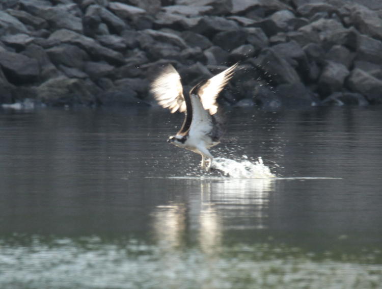 osprey Pandion haliaetus immediately after snagging fish from surface