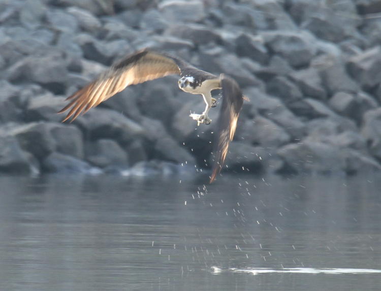 osprey Pandion haliaetus climbing out and dripping water after catching fish