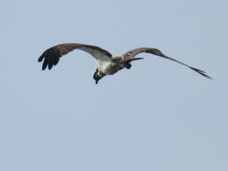 likely juvenile osprey Pandion haliaetus overhead