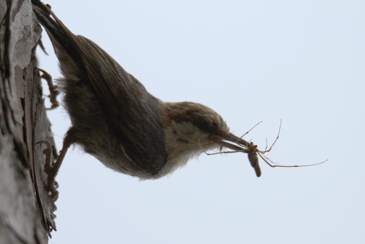 adult brown-headed nuthatch Sitta pusilla bearing long-jawed orbweaver spider as food for young