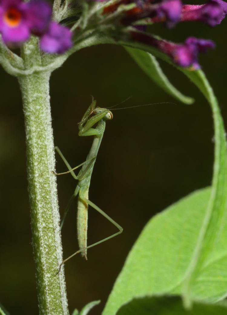 juvenile Chinese mantis Tenodera sinensis on stem of butterfly bush Buddleia davidii blossoms