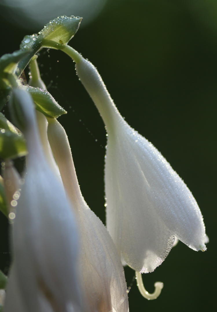 mist on hosta flower in afternoon sunlight