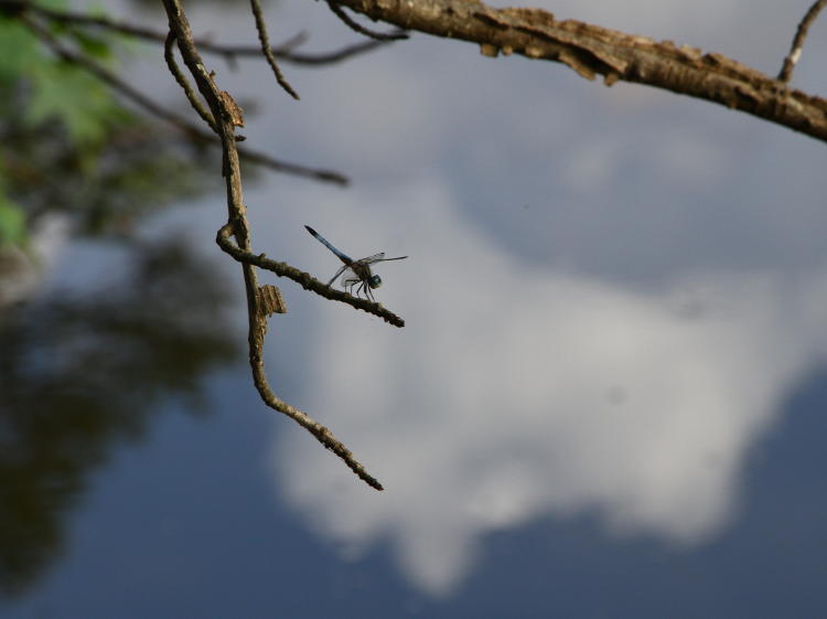 blue dasher Pachydiplax longipennis on twig against sky reflections in pond