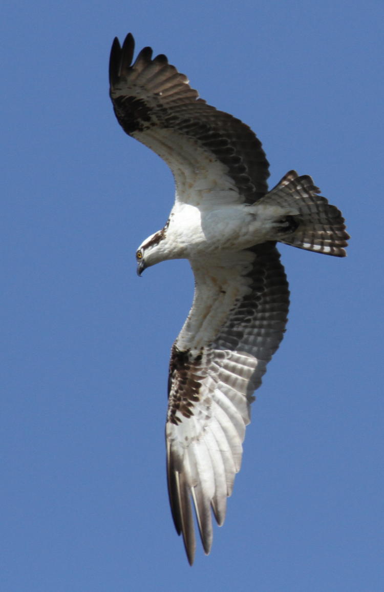 osprey Pandion haliaetus banking in sunny clear conditions