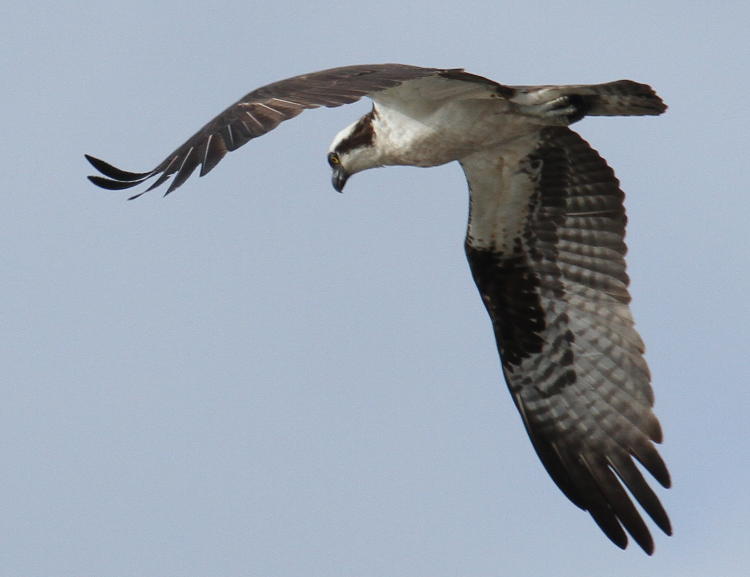 flapping osprey Pandion haliaetus with diffuse lighting