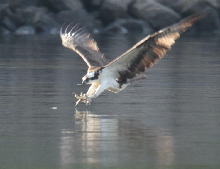 backlit osprey Pandion haliaetus immediately before contacting water surface