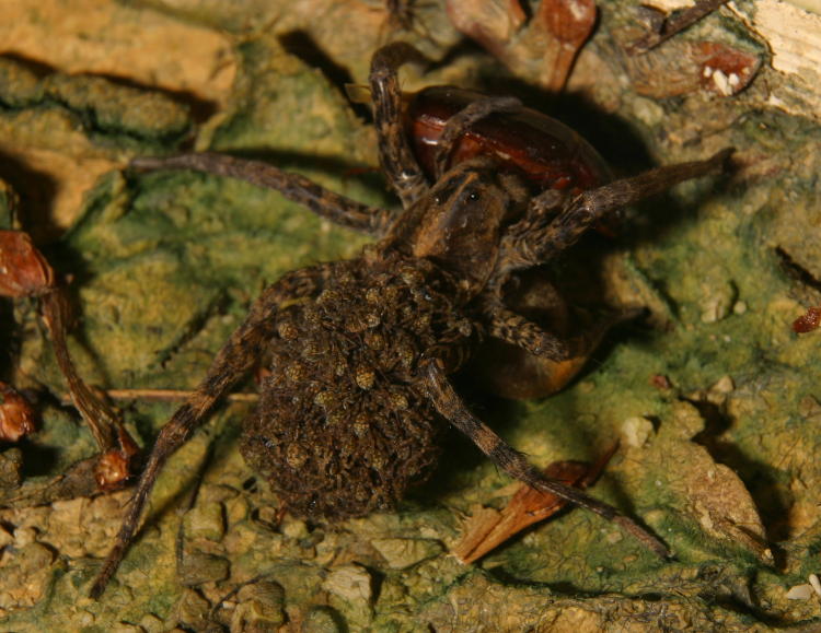 female wolf spider genus Lycosidae with offpsring on back