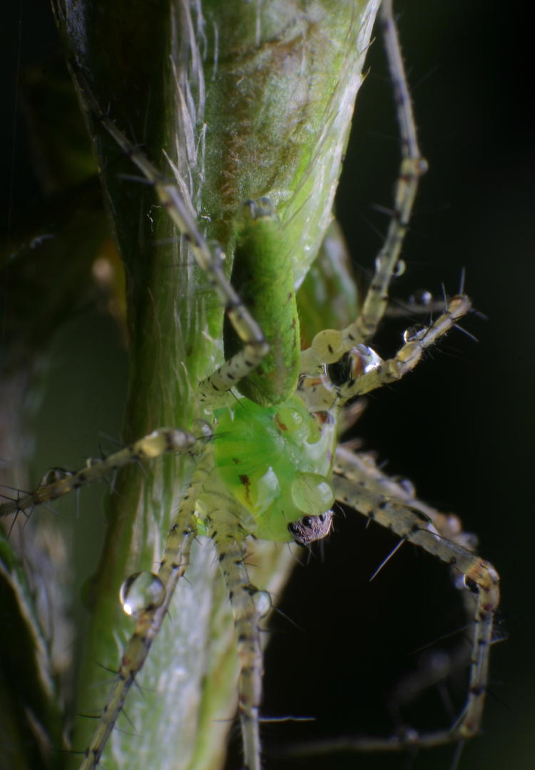 juvenile green lynx spider Peucetia viridans with morning dew attached