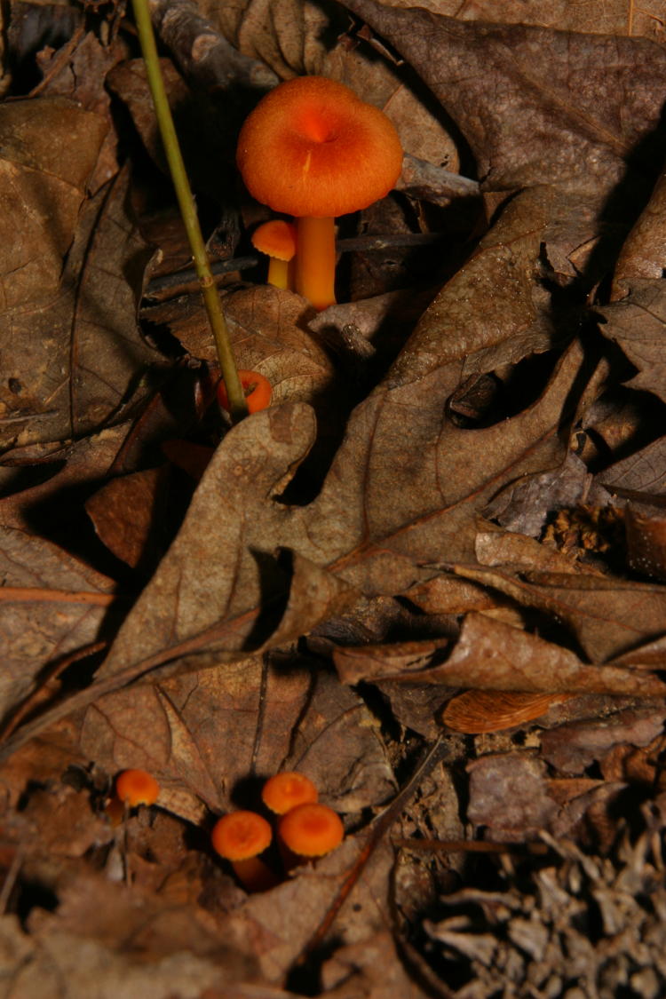 unidentified brilliant orange mushrooms sprouting from leaf litter