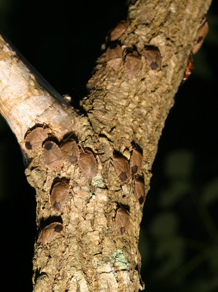 cluster of stink bugs Menecles insertus on tree at night