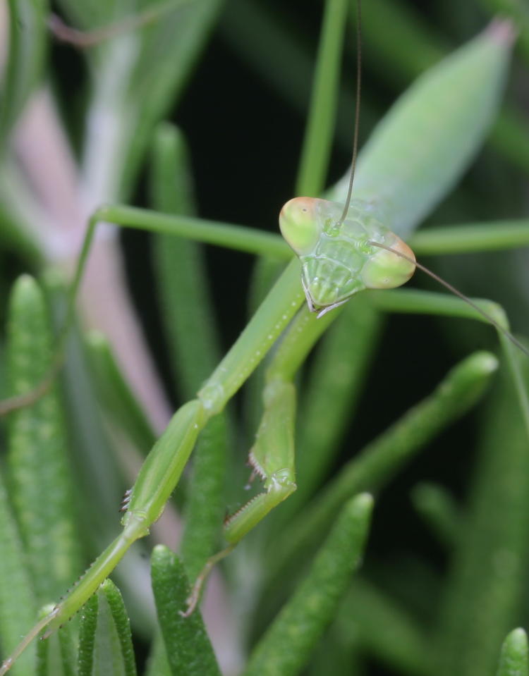 juvenile Chinese mantis Tenodera sinensis posing for portrait on rosemary plant