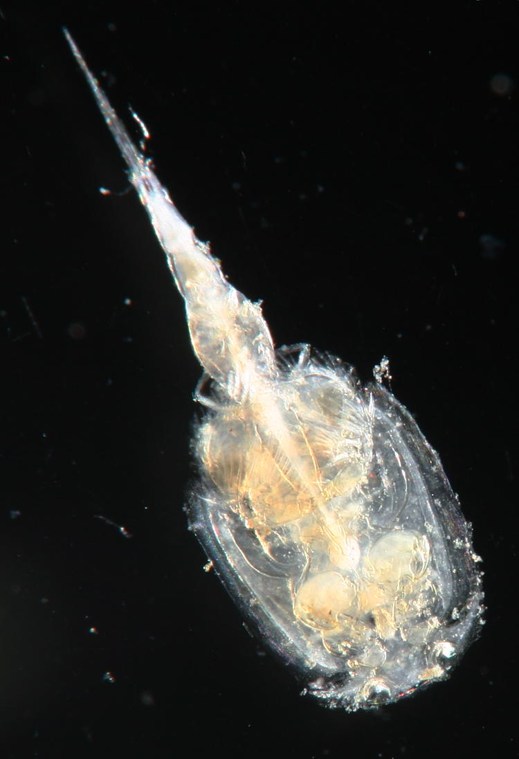 newborn Atlantic horseshoe crab Limulus polyphemus under high magnification and dark-field lighting