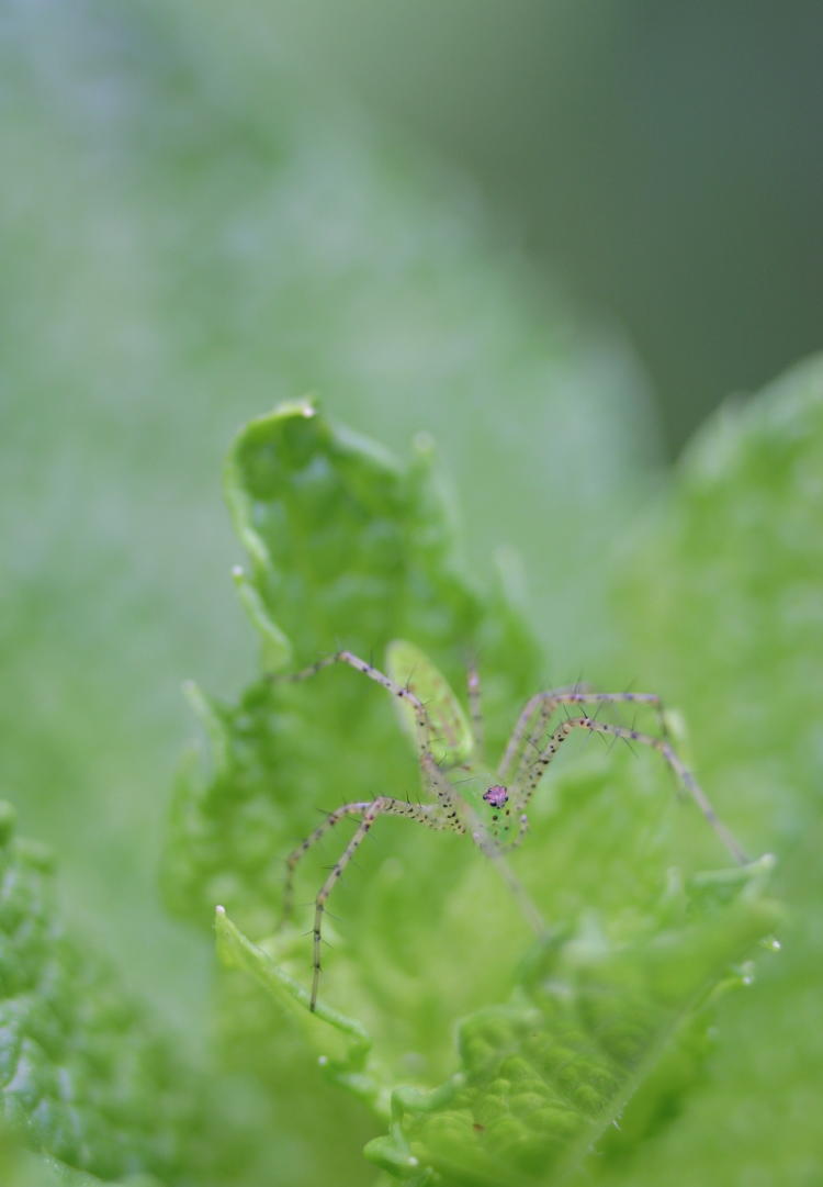 green lynx spider Peucetia viridans almost blending in to spearmint leaves