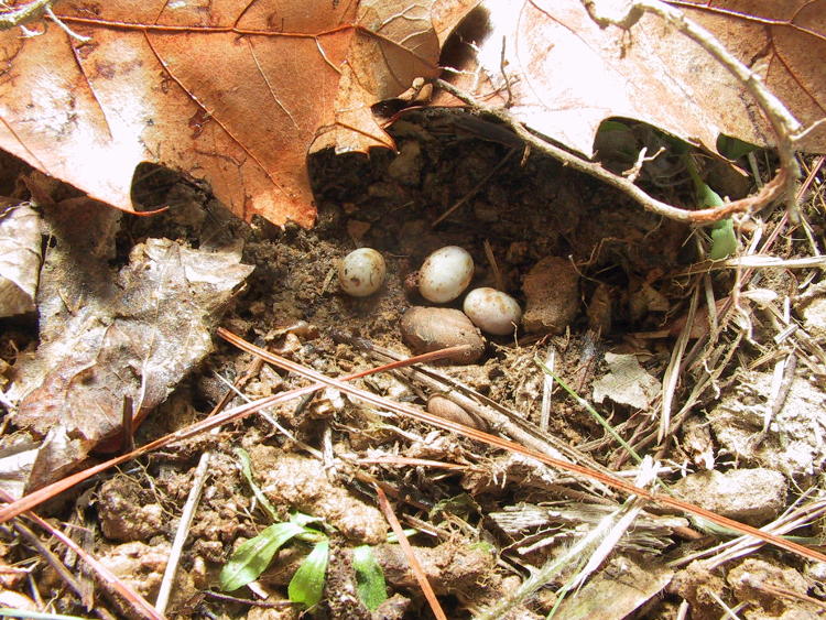 nest and eggs of ground skink Scincella lateralis