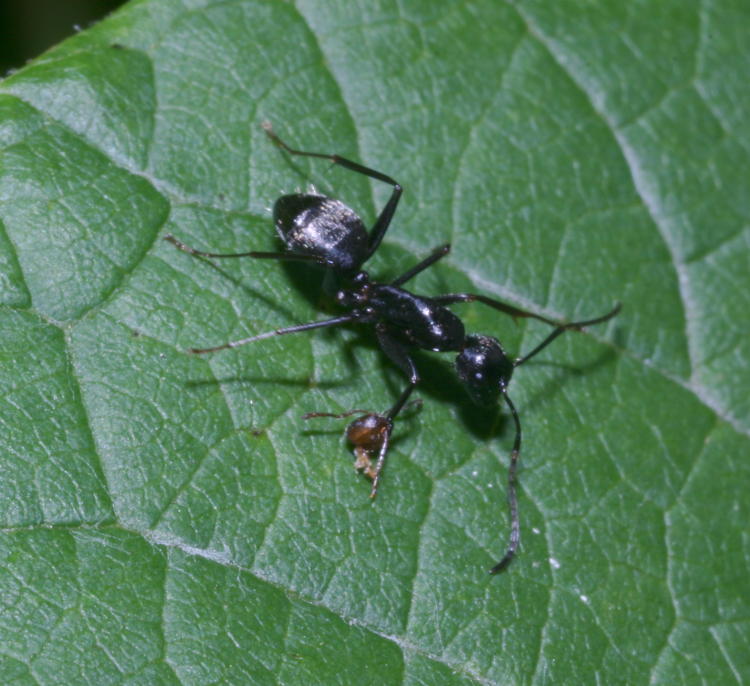 unidentified black ant with unidentified red ant head clamped onto leg