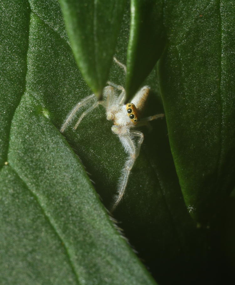 jumping spider Hentzia mitrata on delphinium plant