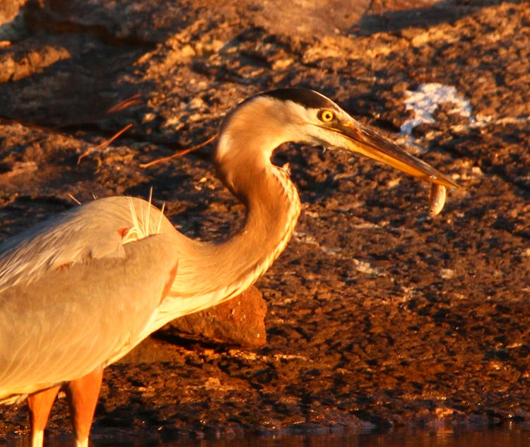 same frame with tighter crop showing small captured fish