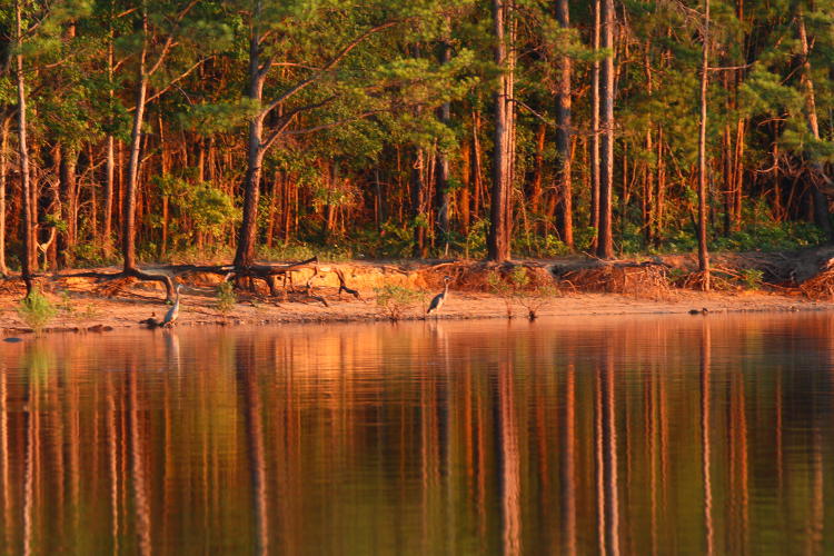 pair of great blue herons Ardea herodias on shoreline with reflections in sunrise light