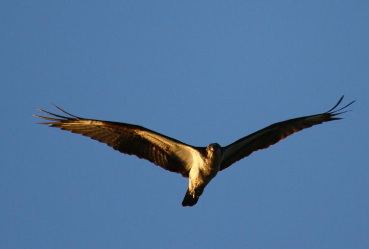 osprey Pandion haliaetus cruising overhead at sunrise