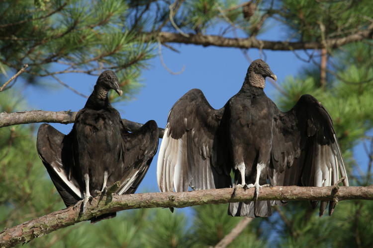 pair of black vultures Coragyps atratus sunning themselves on branch