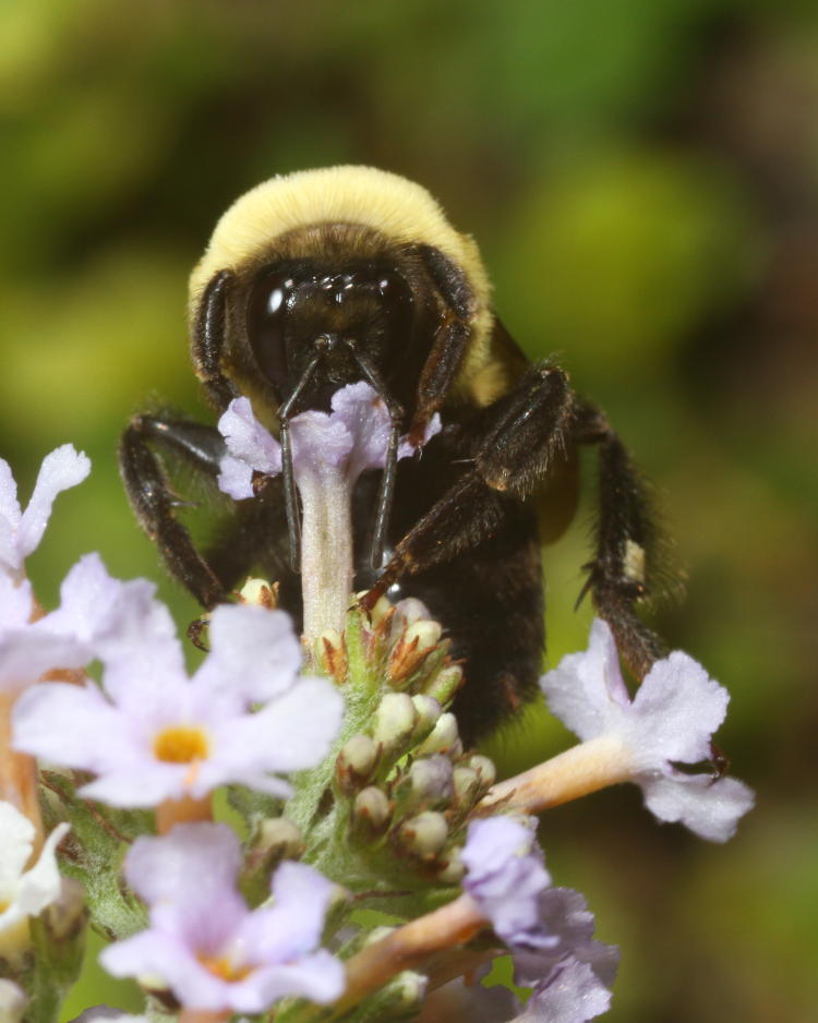 unidentified bumble bee feeding from butterfly bush Buddleia davidii blossom