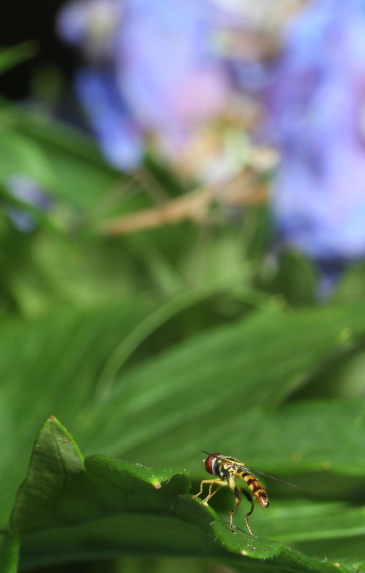 unidentified hoverfly being stalked