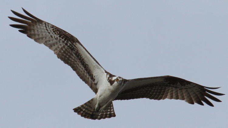 osprey Pandion haliaetus in flat glide overhead