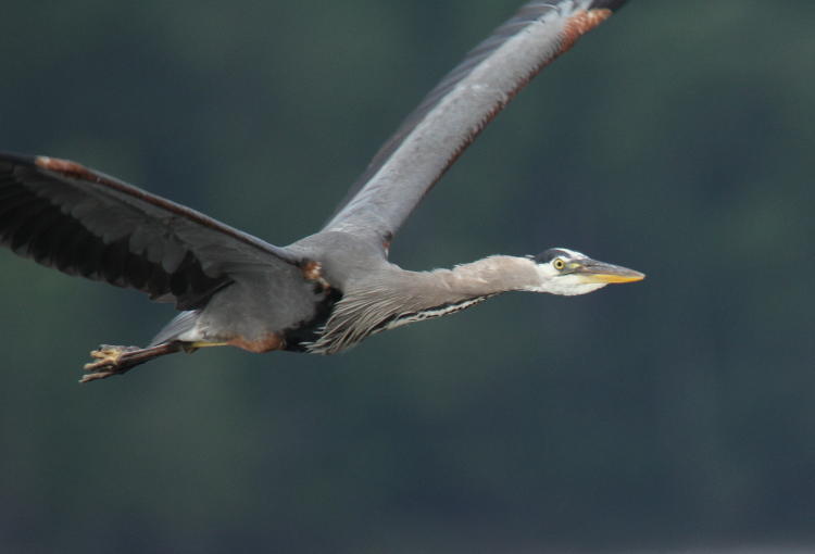 great blue heron Ardea herodias in flight with outstretched neck