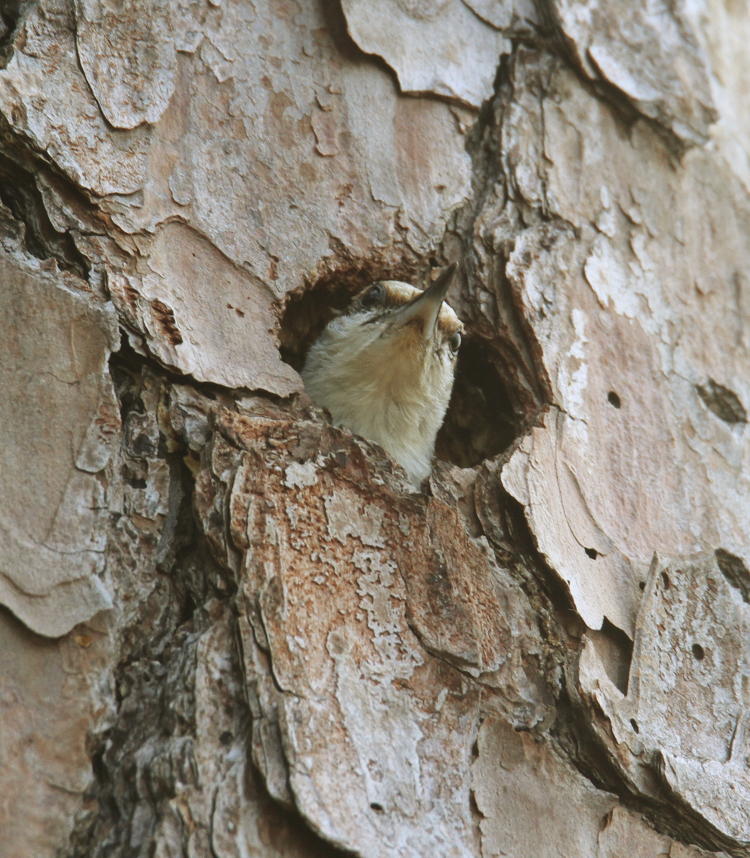 parent brown-headed nuthatch Sitta pusilla peering from nest cavity