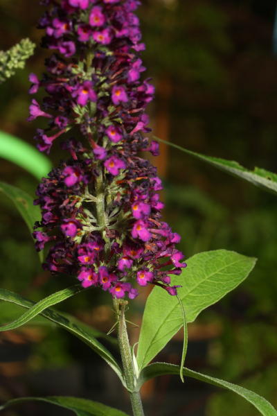 hidden subject on butterfly bush Buddleia davidii