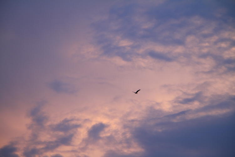 osprey Pandion haliaetus cruising in distance under varied clouds