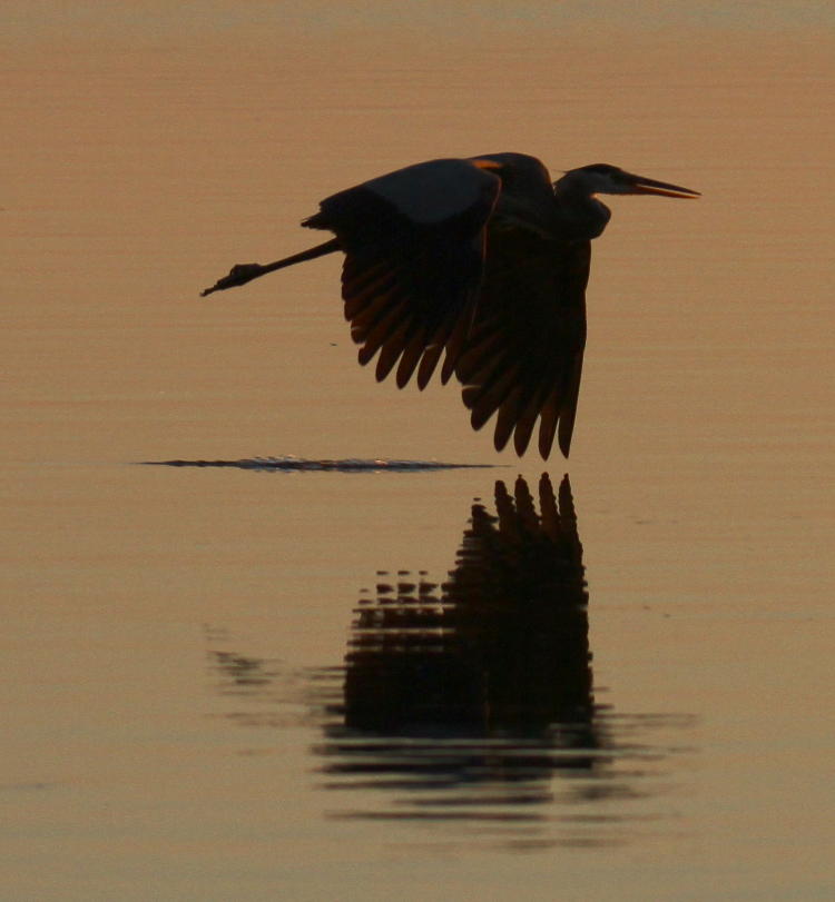 great blue heron Ardea herodias at sunrise just skimming water with wingtip