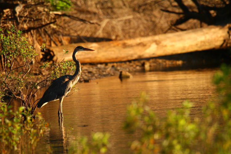 great blue heron Ardea herodias posed on shore of Jordan Lake