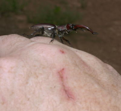 giant stag beetle Lucanus elaphus on photographer's hand