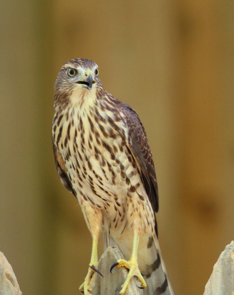 juvenile Cooper's hawk Accipiter cooperii perched on author's backyard fence looking cooperative