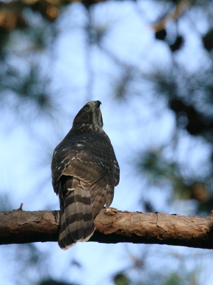 juvenile Cooper's hawk Accipiter cooperii perched and looking for parent