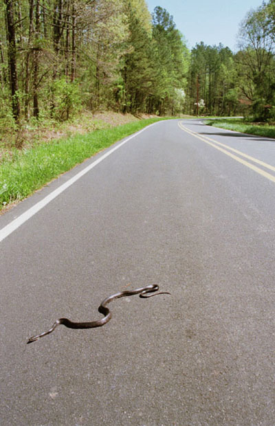 eastern rat snake Pantherophis alleghaniensis sprawled across quiet country road