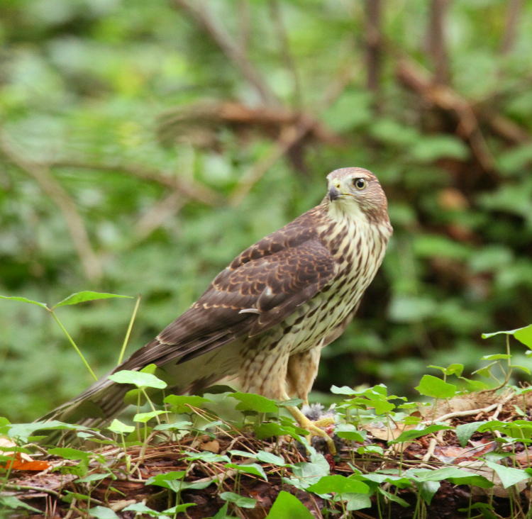 juvenile Cooper's hawk Accipiter cooperii with potential prey