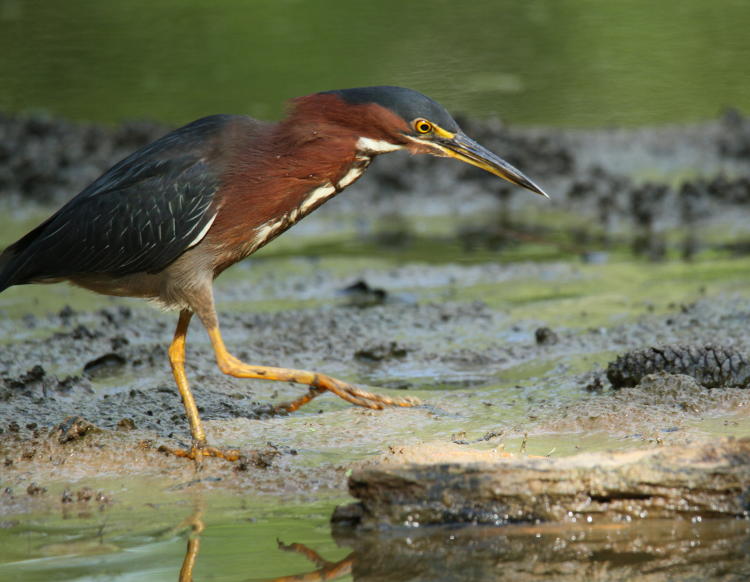 green heron Butorides virescens stalking on mudflat