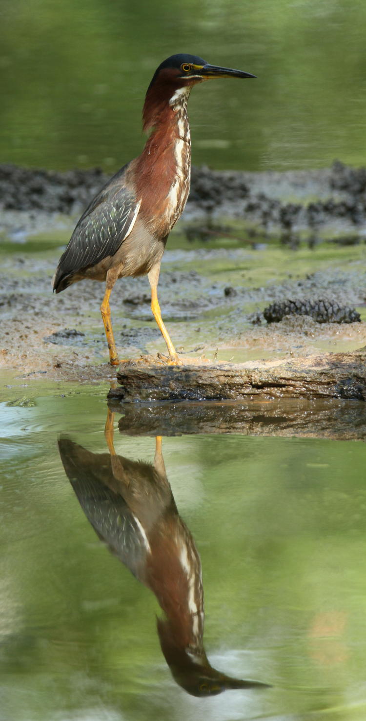 green heron Butorides virescens and reflection