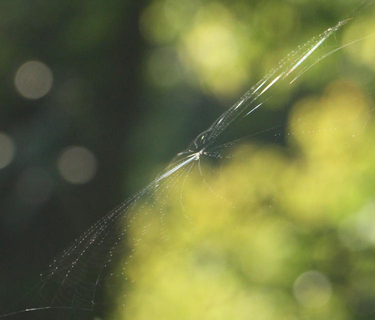 fine orb web catching morning light edge on