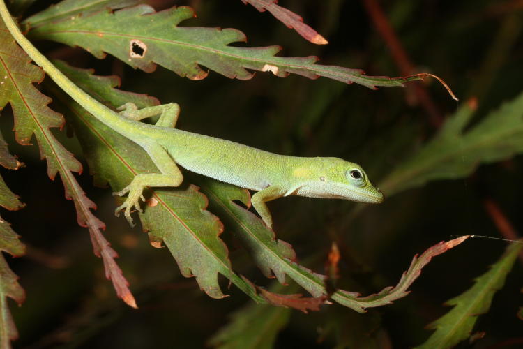 very young Carolina anole Anolis carolinensis perched on Japanese maple