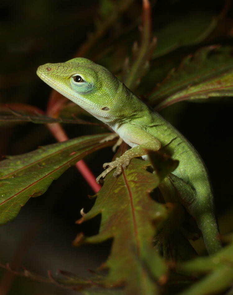 very young Carolina anole Anolis carolinensis on Japanese maple