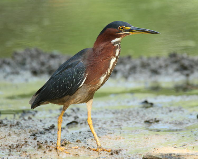 green heron  Butorides virescens stalking on mudbar