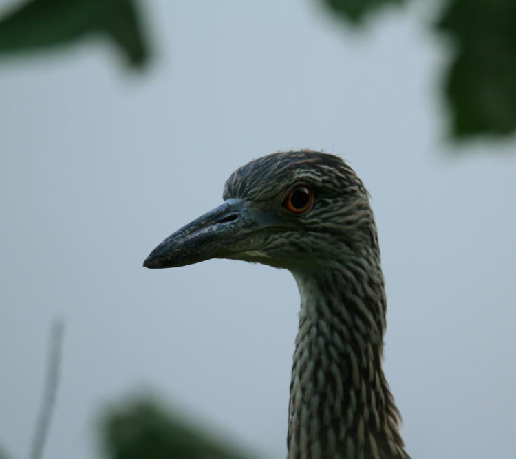 juvenile yellow-crowned night heron Nyctanassa violacea looking at photographer