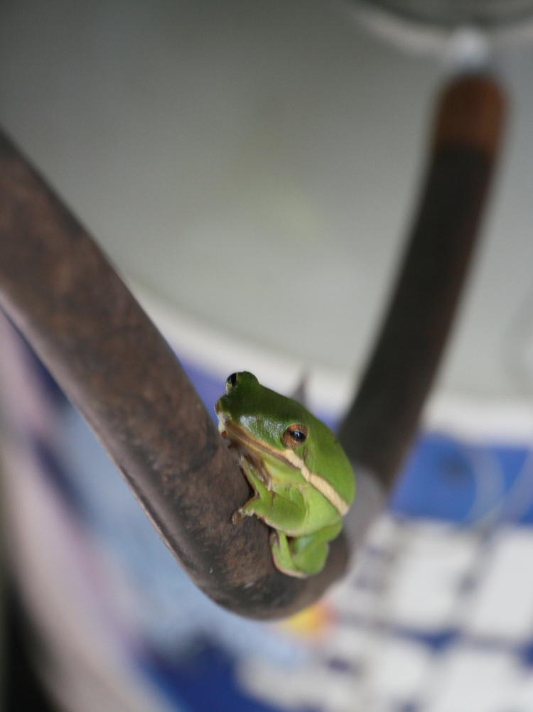 green treefrog Hyla cinerea spending the day under the gas grill