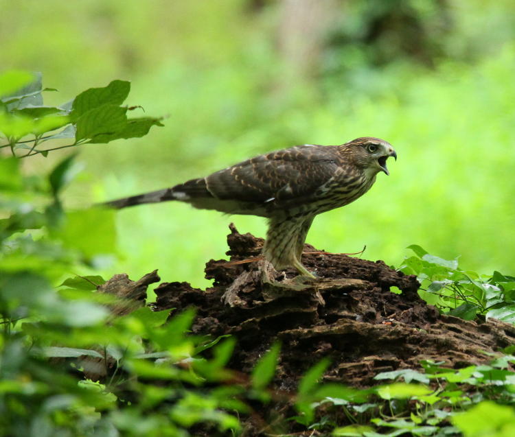 juvenile Cooper's hawk Accipiter cooperii calling from fallen stump